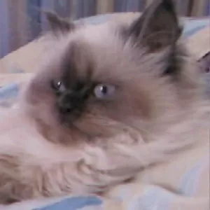   Продам кошку персидский колор- поинт