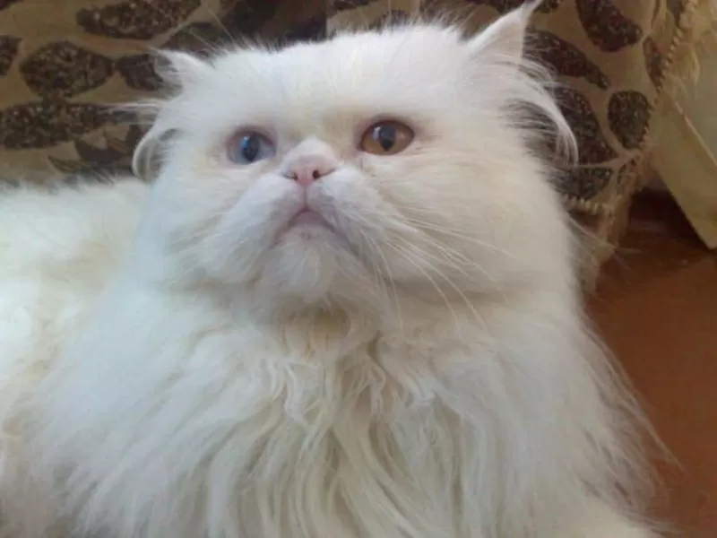 Продам персидского кота,  чисто белого цвета
